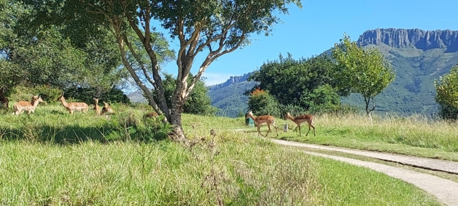 0 Bedroom Property for Sale in Katberg Eastern Cape